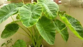 滴水莲开叉怎么培育,滴水观音的正确摆放