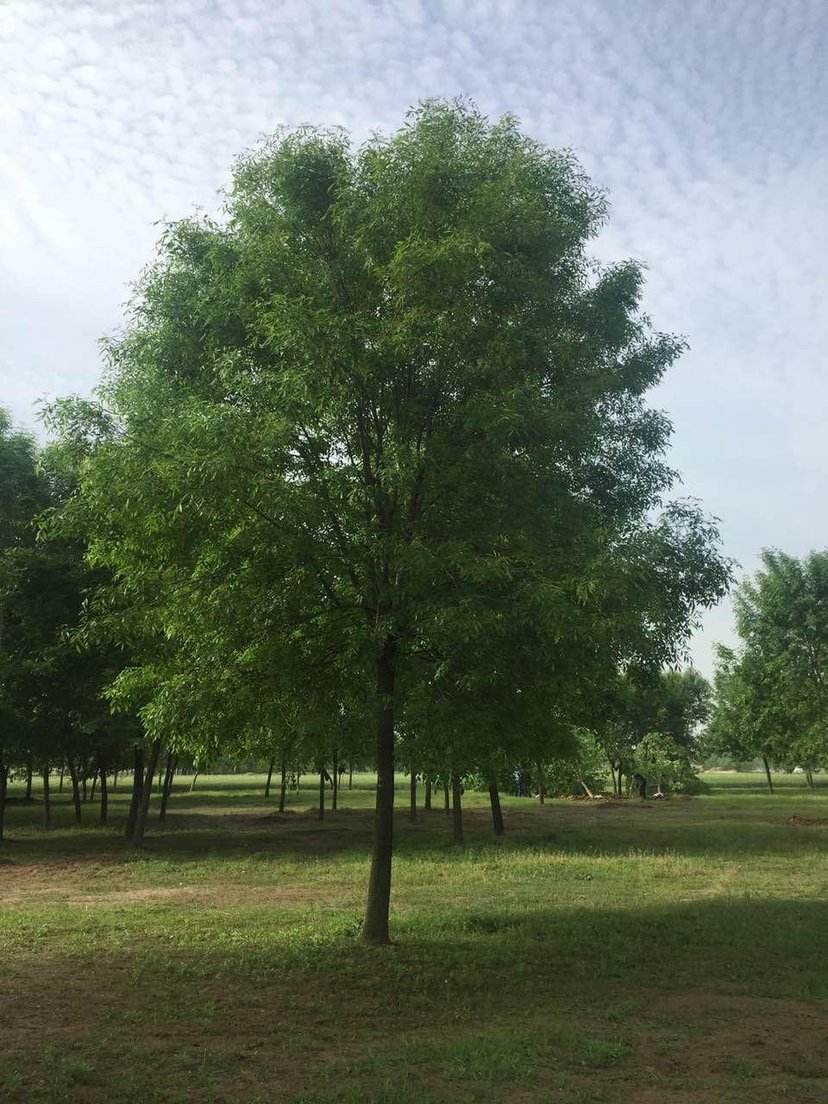 植物白蜡的养护,每天认识一种草