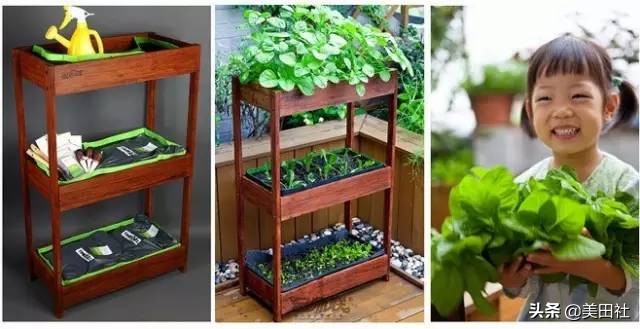 怎么样能纸上种菜,在家种菜可以做什么