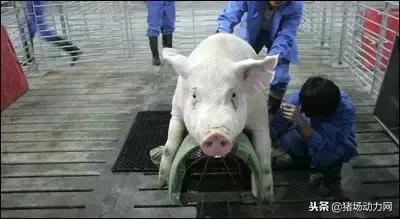 公猪精子采集设备,公猪精子采集过程