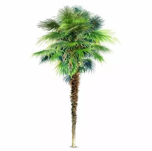 十种不同树叶的画法,五种不同树木的画法简单的