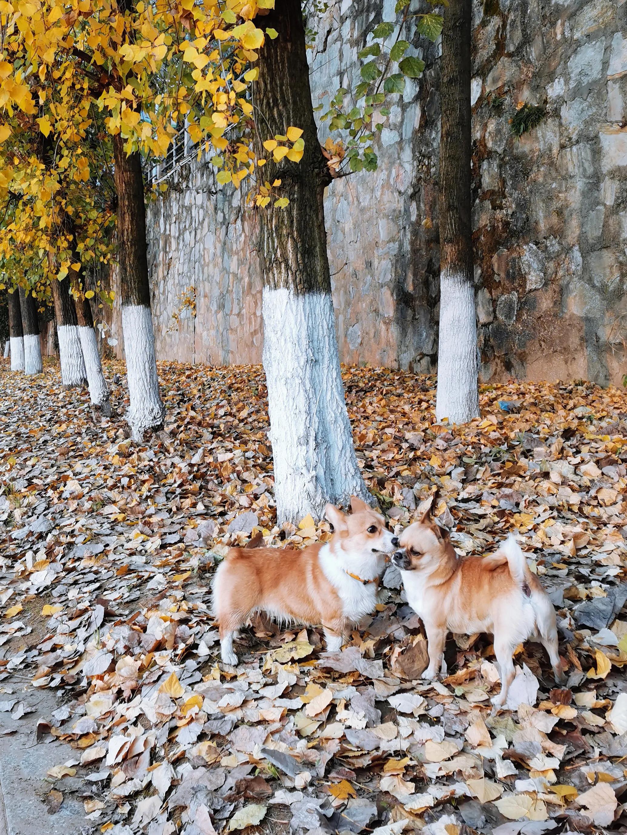 手拍世界作品集402期,2022年世界手机摄影大赛征稿