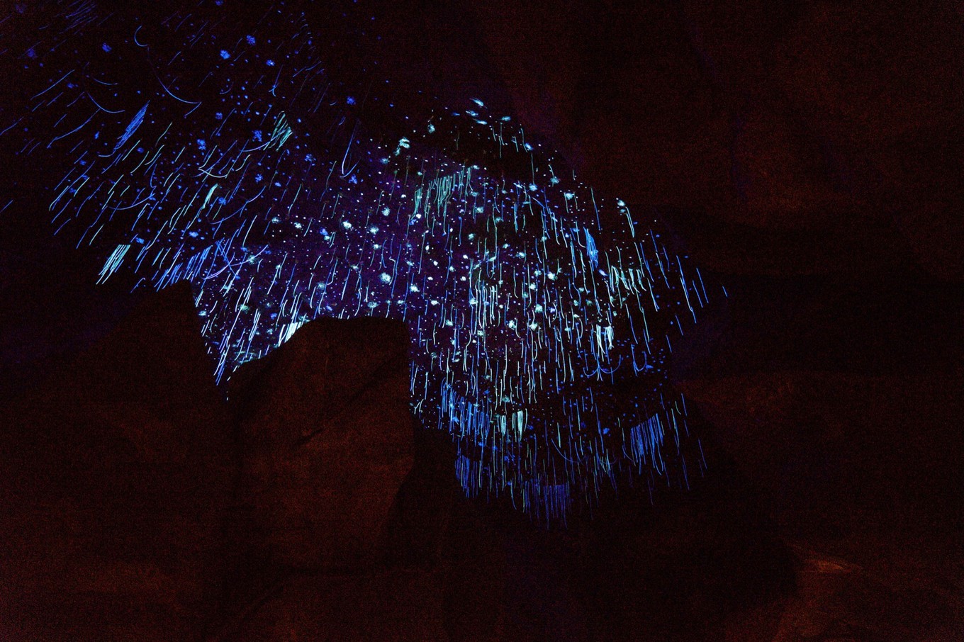 中国蝙蝠动物园,中国有蝙蝠的动物园