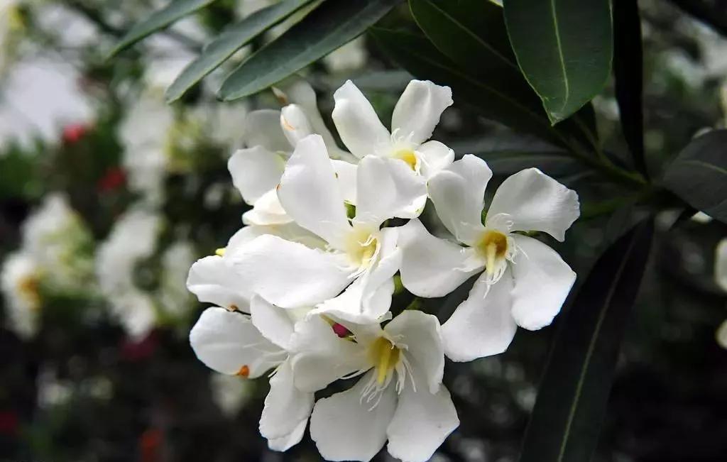 世界各国的国花集锦,英国国花世界各国的国花