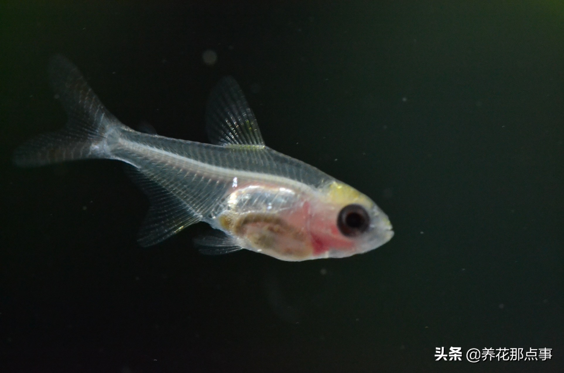 热带鱼好养新手入门推荐大缸,热带鱼最好养活又漂亮