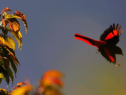 鸩鸟确实存在吗,鸩鸟真的存在吗