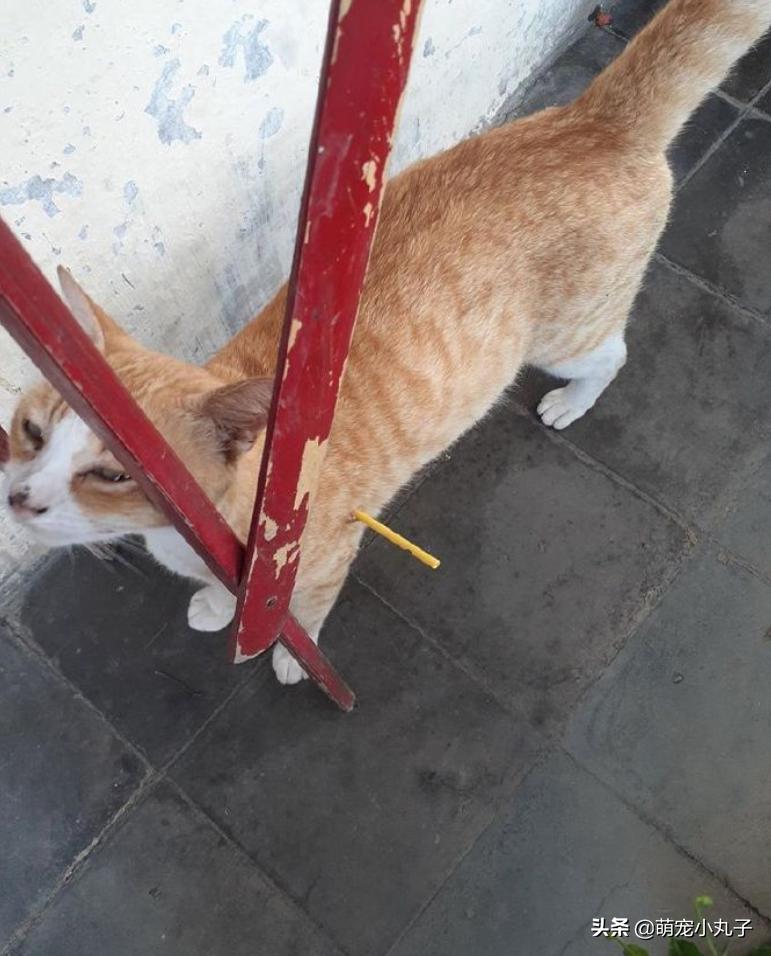 网友看到猫咪身上插了一根小棍，以为是虐猫，扒开毛后笑翻