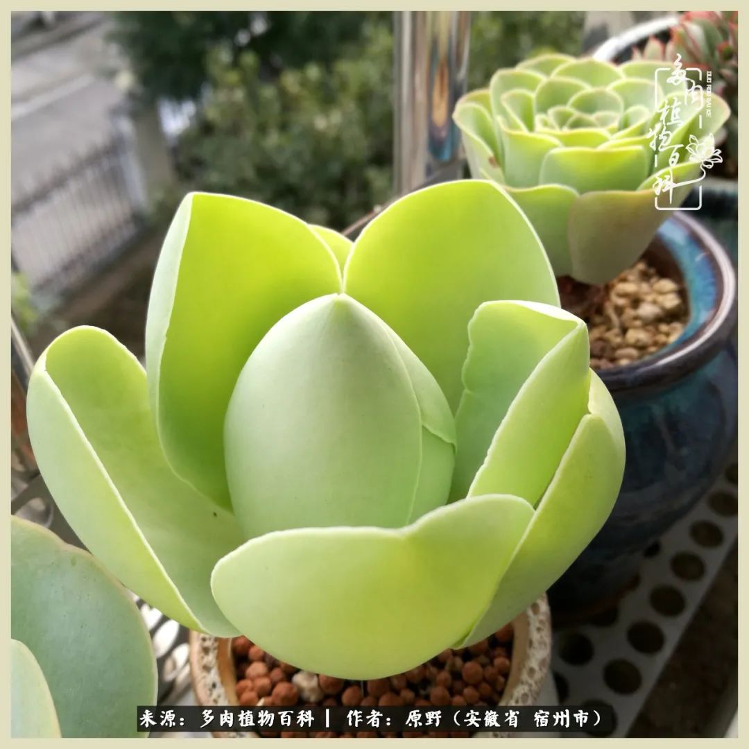 梅雨袭，酷暑至，多肉进入历劫季