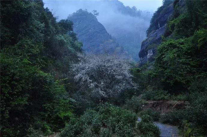 武夷山亲子民宿推荐独栋别墅,武夷山风景区民宿推荐价格表