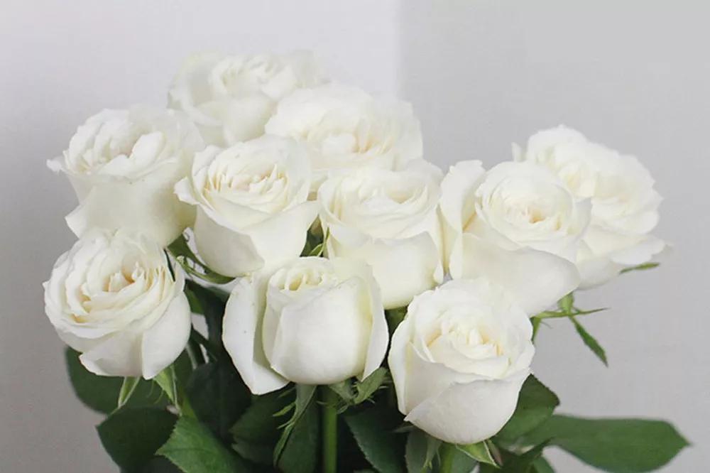 花店常用玫瑰花品种大全,一篇文章带你认识三亚40种花