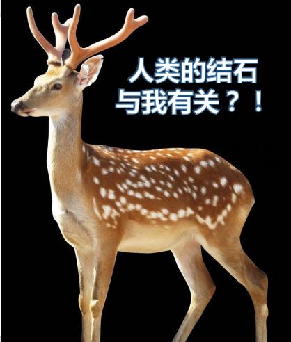 疯狂的石头碎石,疯狂的石头包世宏结石