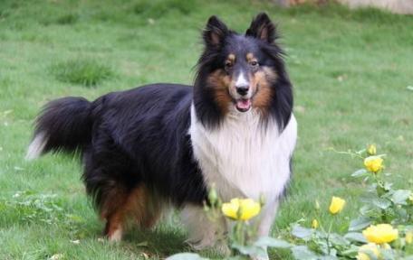 盘点那些奇形怪状的狗狗,十种狗狗比起来哪种狗狗最厉害呢