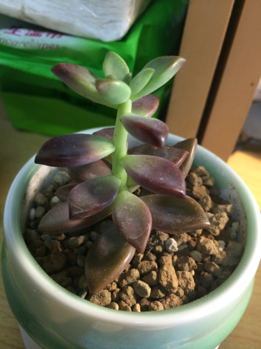 不易徒长易上色的阳台多肉,容易徒长的多肉有哪些