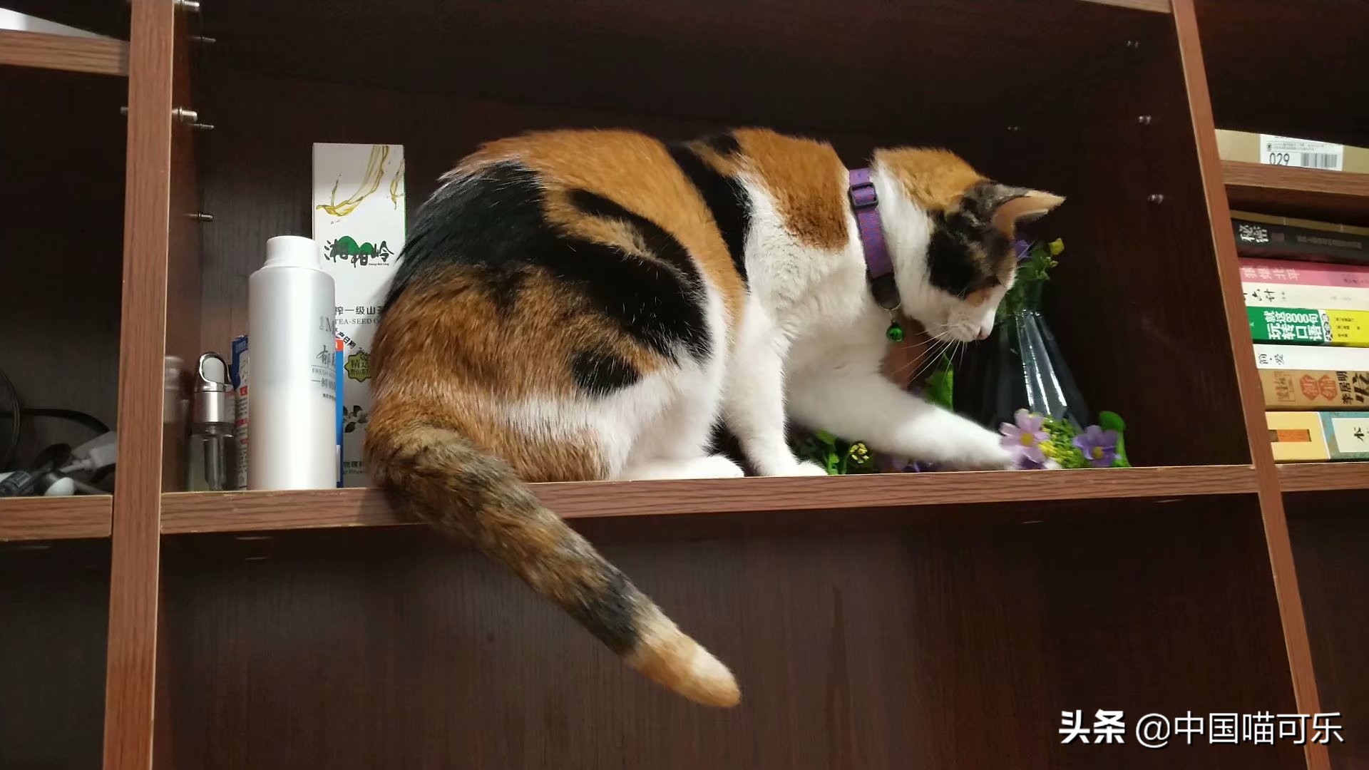 母猫突然叫个不停要人去摸它,母猫突然叫得很奇怪