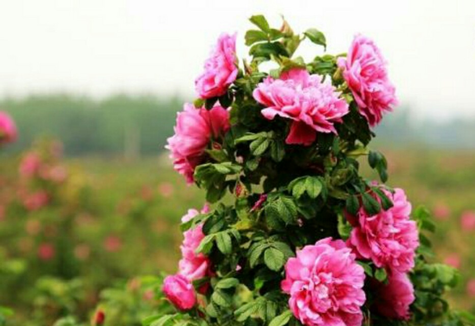 济南几大怪,济南十大怪事件