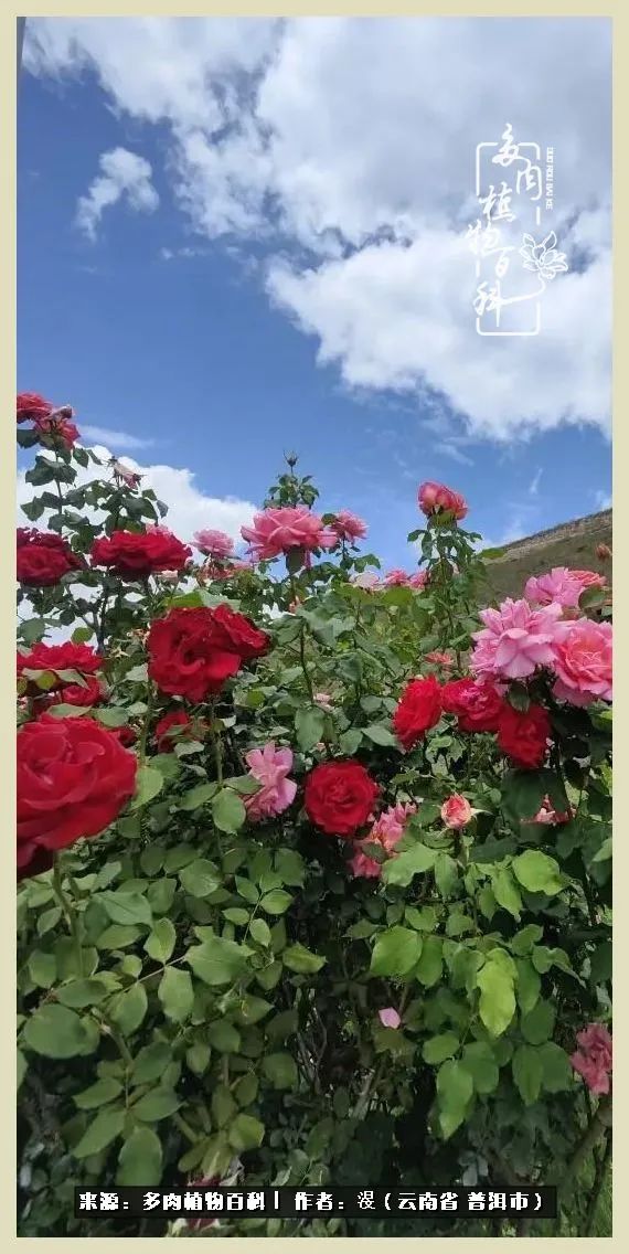 深情不及久伴,厚爱无需多言,择一“爱”,护一生