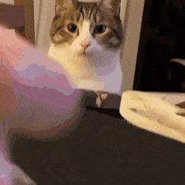 猫为啥爱吃植物,猫爱吃鸡肉还是虾肉