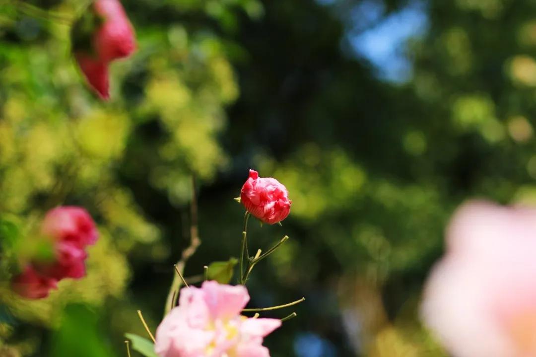 明月寄相思岁月可回首完整版,中秋节经典语句明月千里寄相思