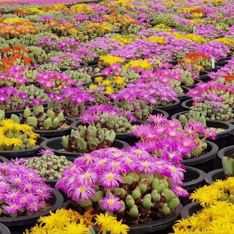 韩国大棚多肉,肉叔带你走遍韩国多肉大棚