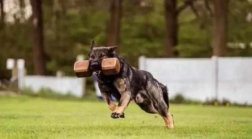 「希德勒之刃」综合素质接近完美的东德牧羊犬，了解一下？