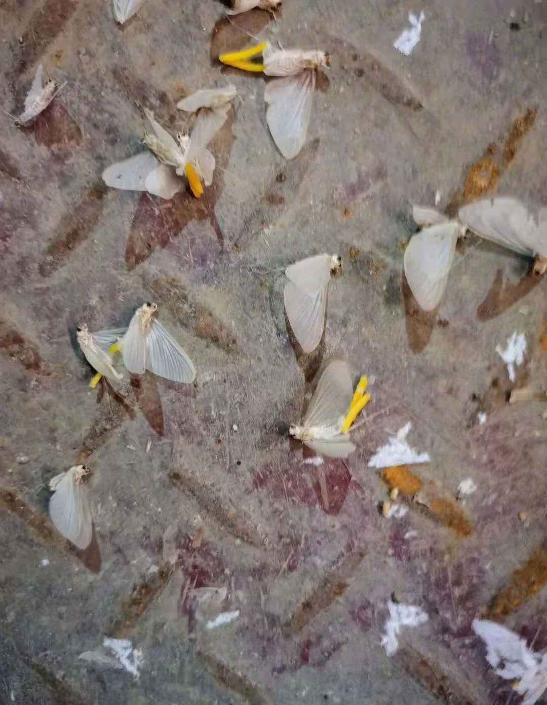 河南邓州出现大量虫是什么虫,专家谈邓州蜉蝣聚集现象