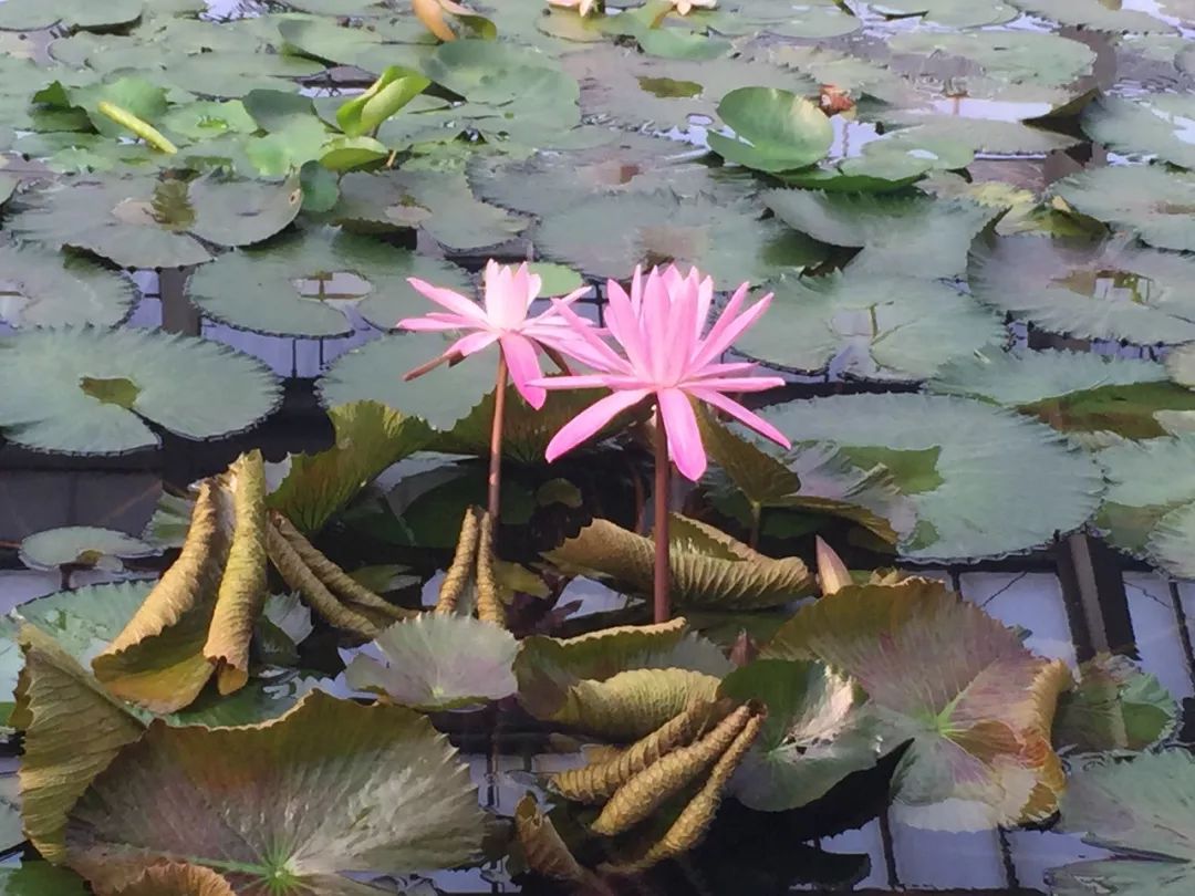 江阴嘉茂国际花鸟园,江阴嘉茂国际花鸟园什么时候再开