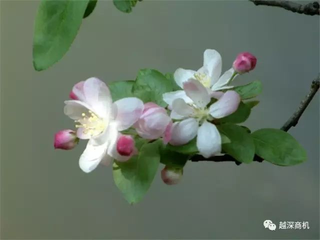 中国各大城市市花介绍,全国56市市花太美了的视频