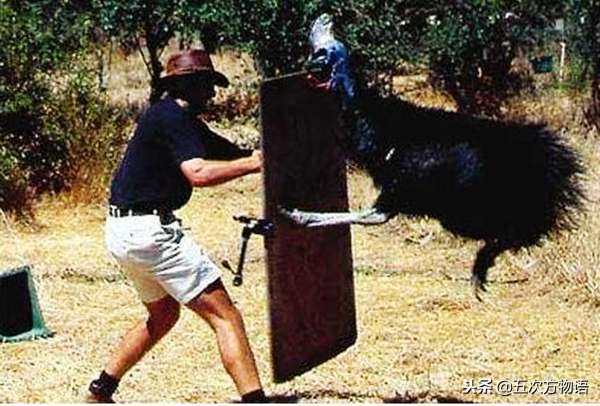 非洲鸵、澳洲鸵、美洲鸵和鹤鸵，傻傻分不清