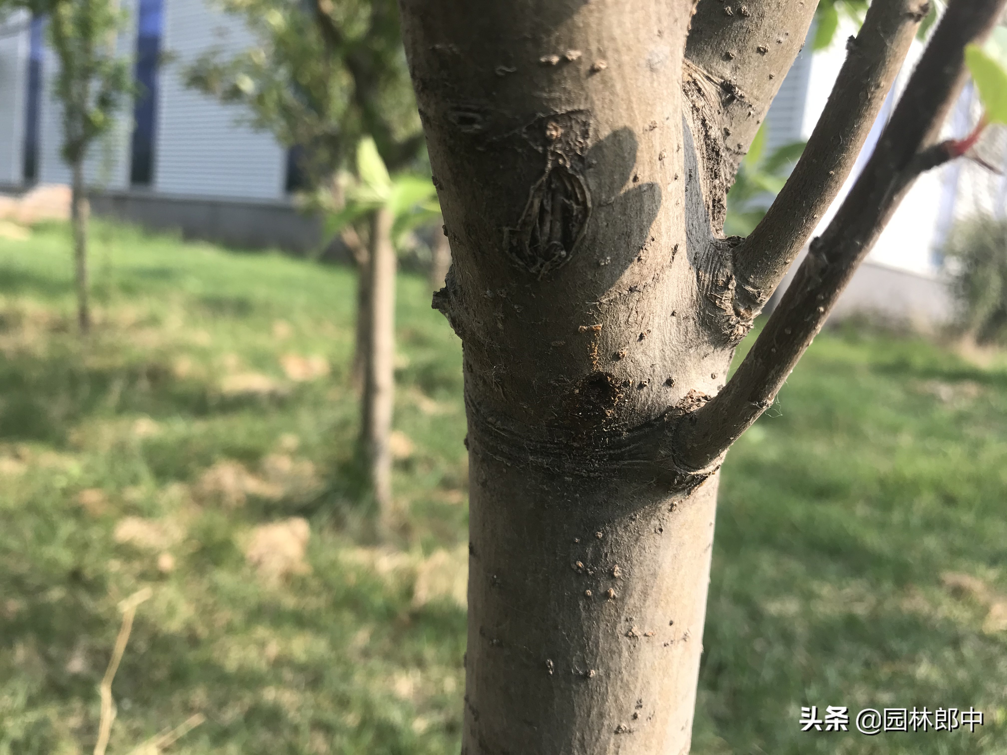 海棠树没有任何征兆，树干却有许多小孔，内部也被危害，怎么办？