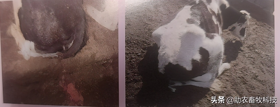 牛子宫内膜炎用此法治疗效果好