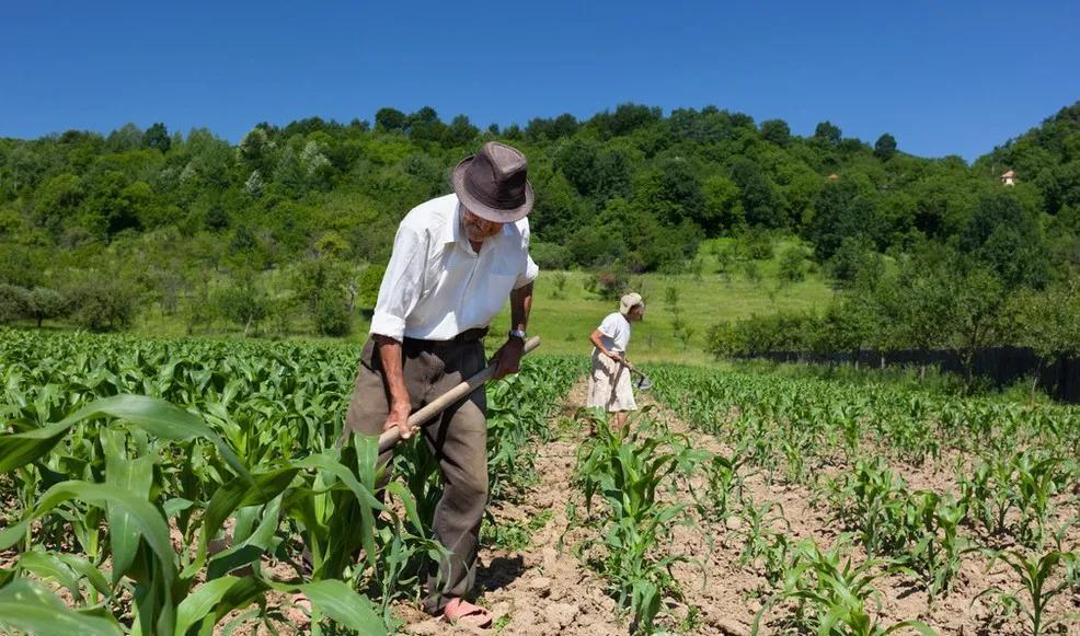 土壤问题严重怎么办？做到这几点，重新焕发土壤活力