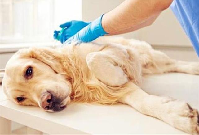 狗狗呕吐的原因有哪些,狗狗呕吐白色粘液的原因有哪些