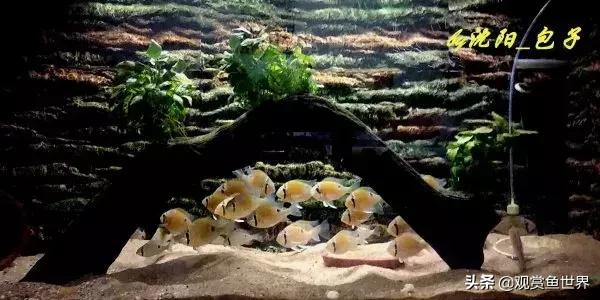 黄腹月亮宝石吃什么,没有黑点的黄腹月亮宝石