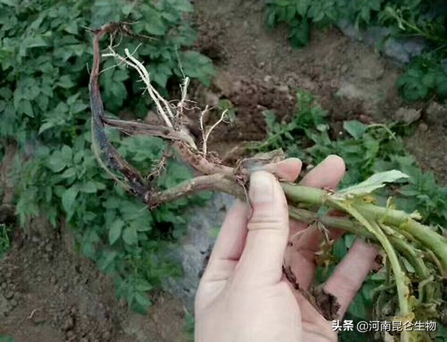 土豆烂根死苗用何农药防治,马铃薯根腐病用什么药
