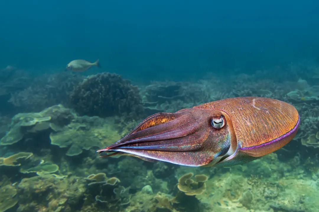 世界那么大我想去看看读书笔记,世界那么大我想去看看古诗