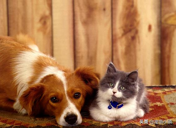 国外最热门宠物网站排名榜,宠物网站排行榜前十名