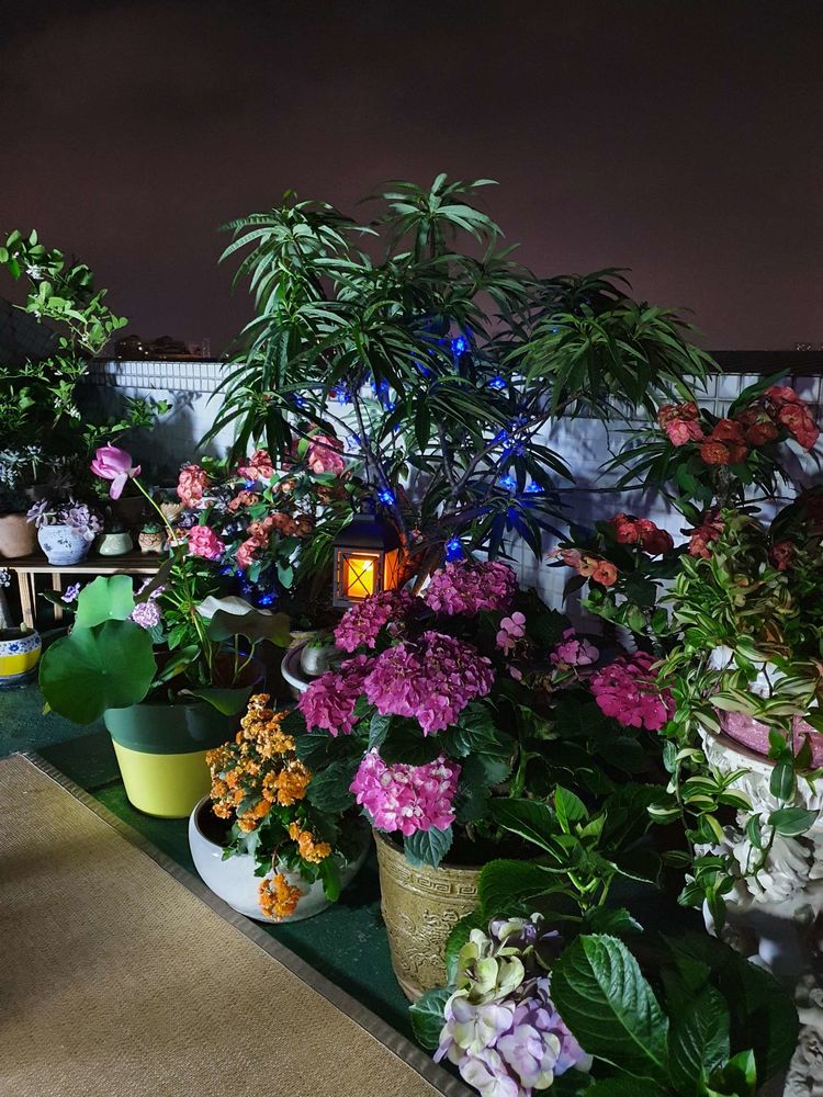 15平米露台改造成功案例,50平方楼顶改造露台和花园