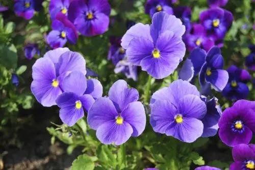 蓝紫色花系植物,蓝紫色系花境植物