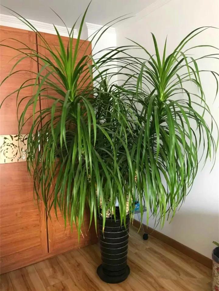 什么花放在家里最好看最实用,放家里风水好又好养的花有哪些