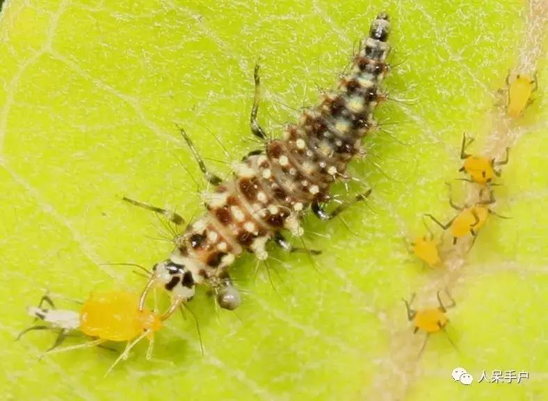 人工养殖的天敌昆虫,昆虫天敌大全