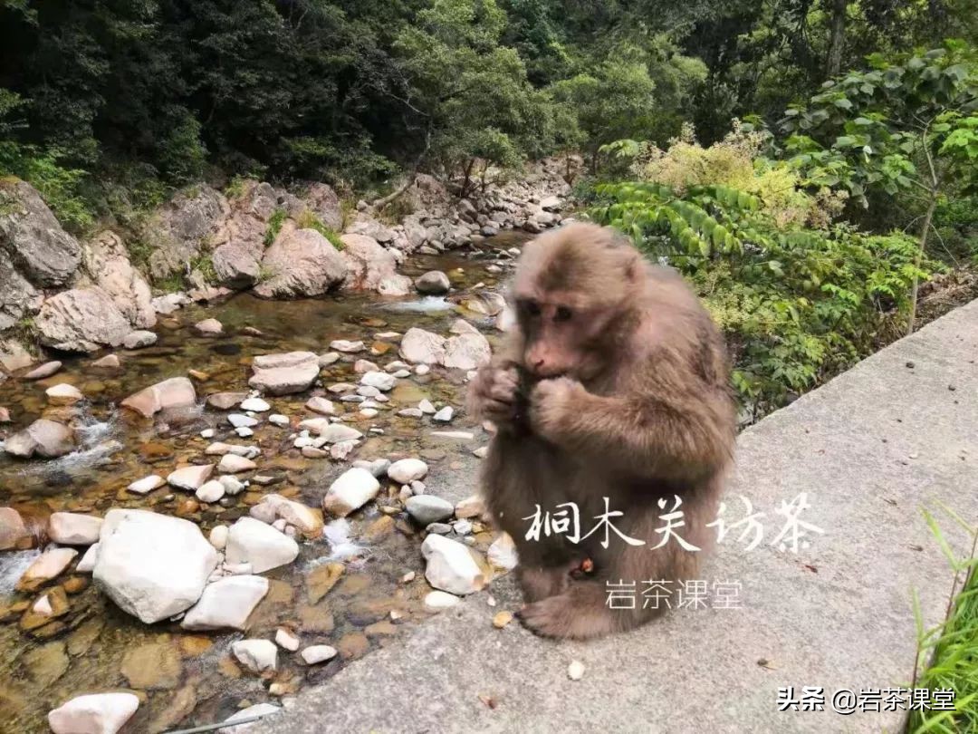 如何辨别红茶金骏眉好坏 (如何区分真假金骏眉红茶)