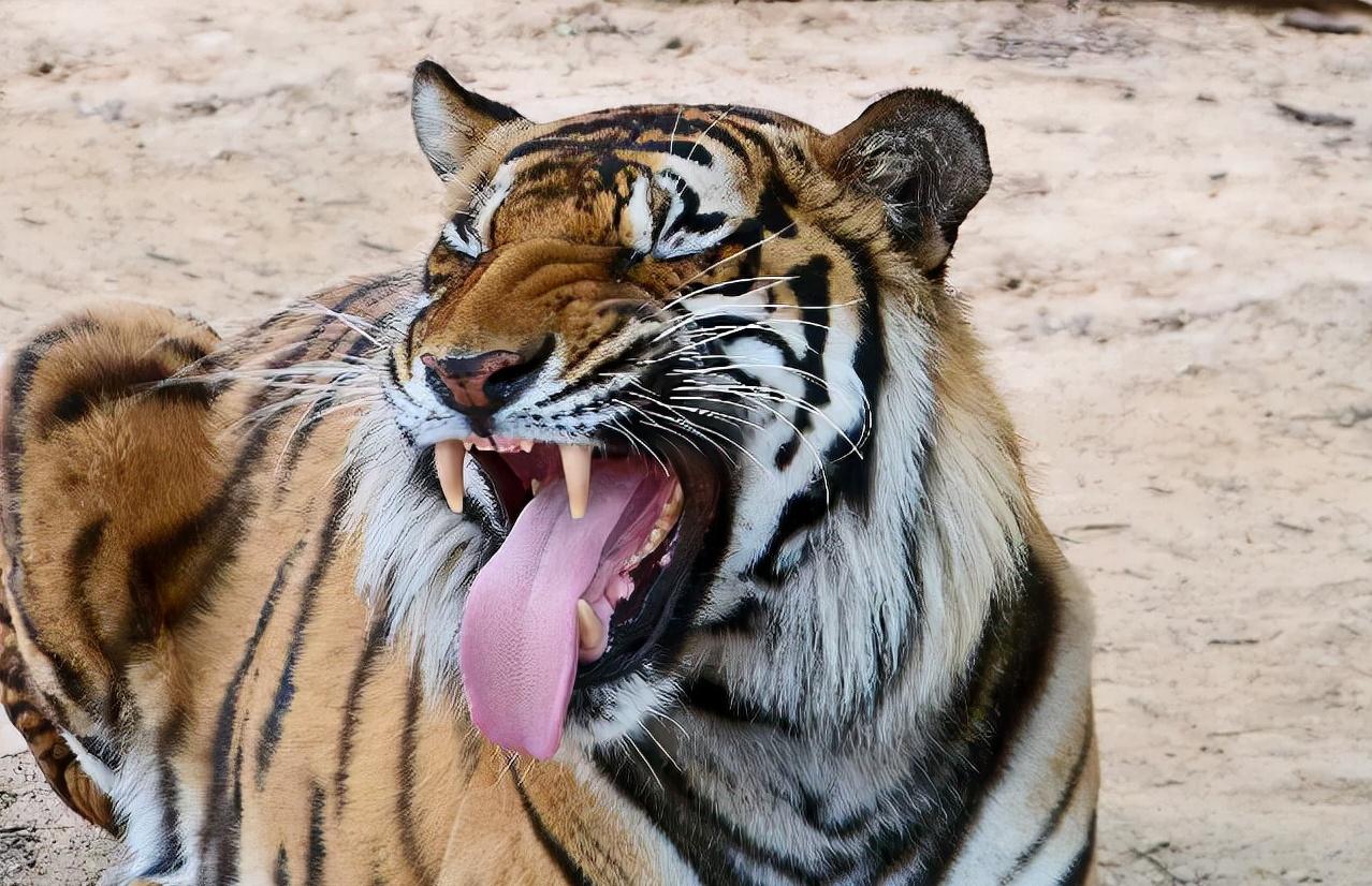 消防抓黄鼠狼被熏到干呕,消防员被黄鼠狼臭屁攻击