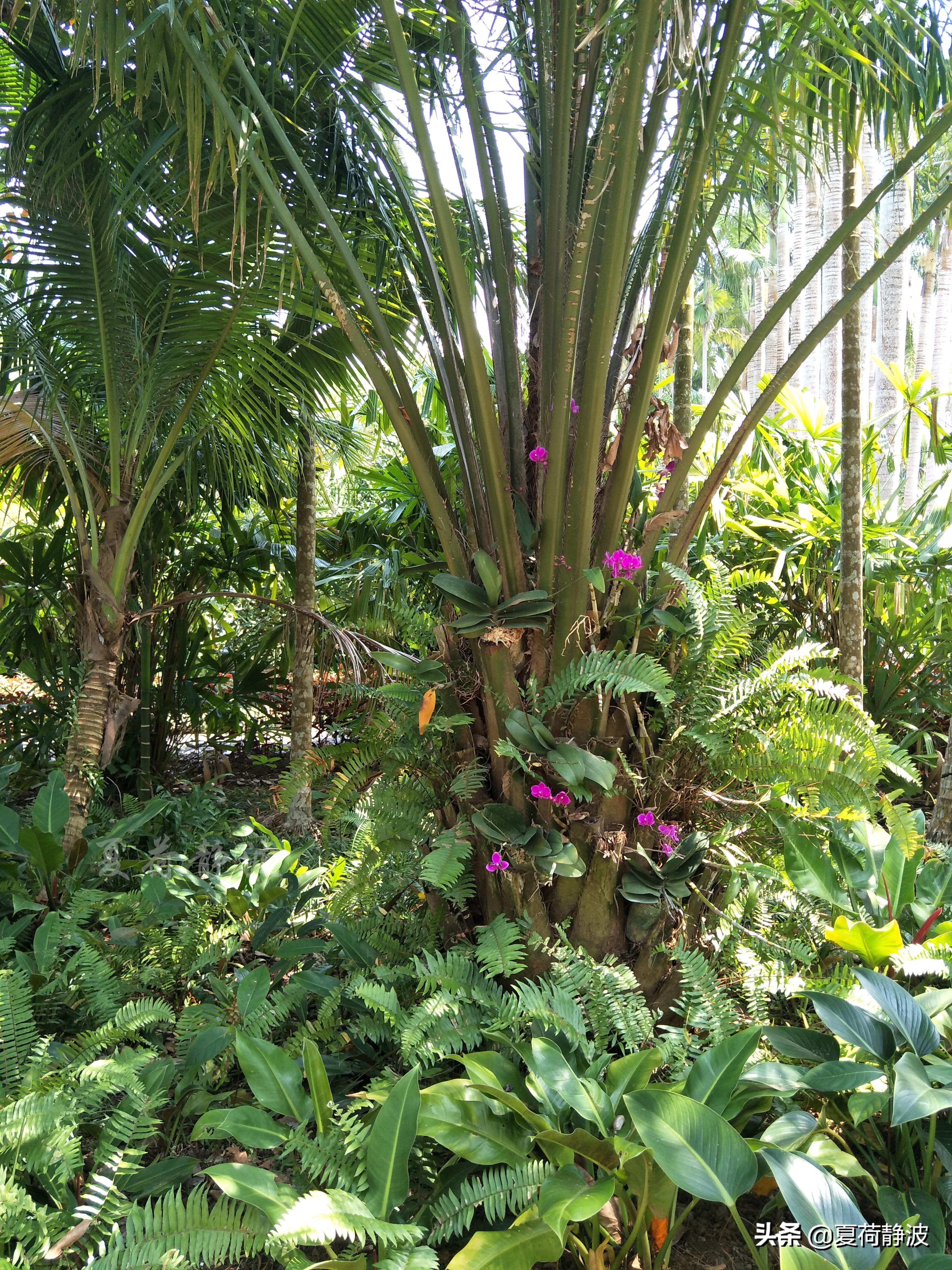 兴隆热带植物园攻略,万宁兴隆热带植物园
