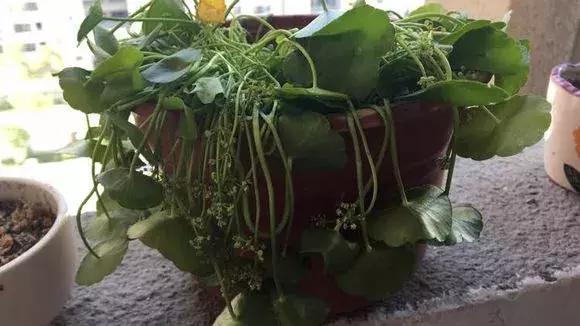 花儿蔫得快怎么回事,花儿都蔫儿了怎么办