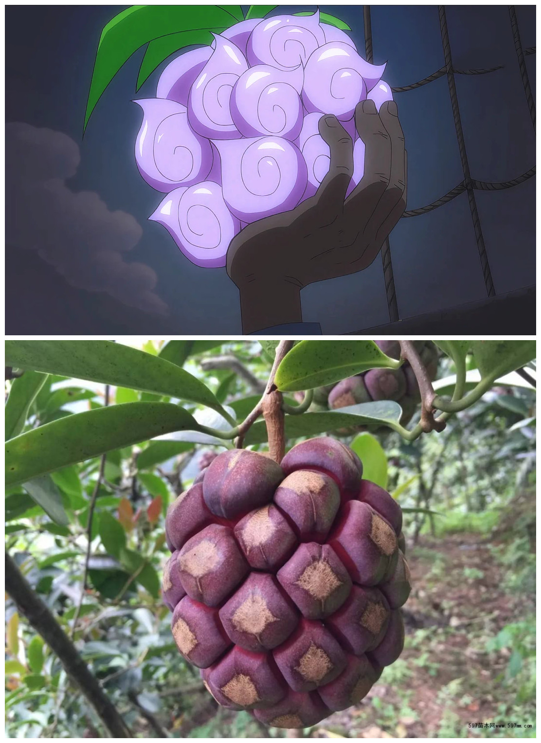 盘点海贼王里面最稀有的恶魔果实,海贼王盘点所有恶魔果实