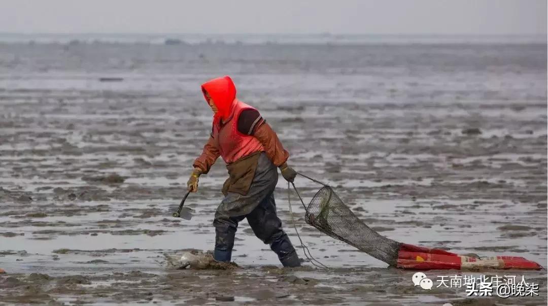 大连庄河赶海排名第一名,庄河赶海网红视频