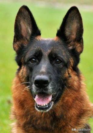 少喂一口狗狗它就可以多活几年,什么狗不挑食会守家对主人忠诚