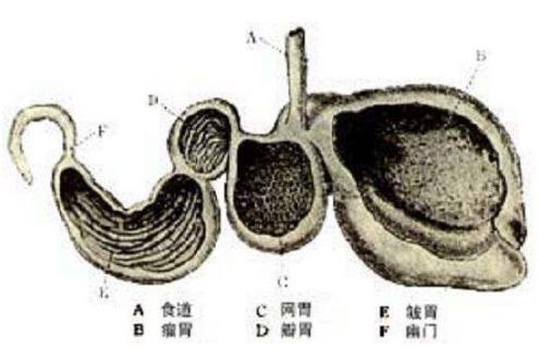 山羊的消化时间,山羊消化不良的症状