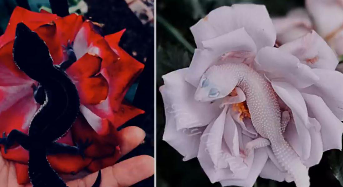 守宫白能繁育吗,纯黑的守宫是怎么来的