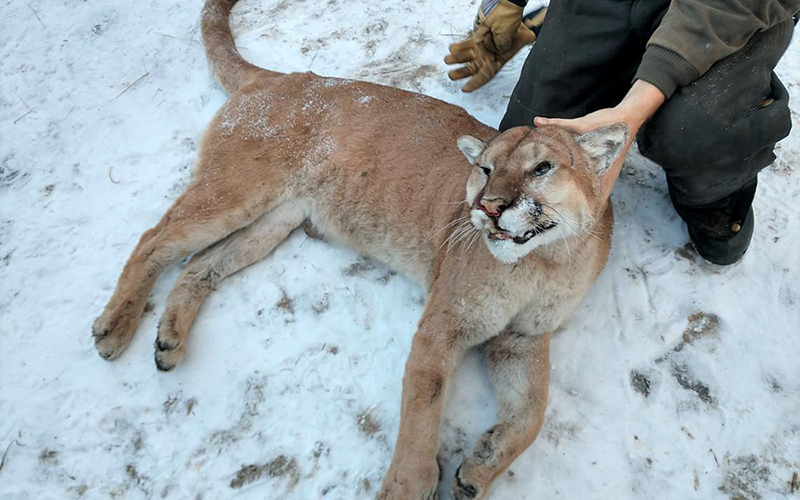 美洲狮真的就是美洲金猫吗,美洲狮是豹子还是狮子